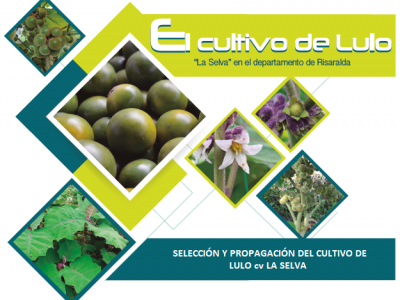 SELECCIÓN Y PROPAGACIÓN DEL CULTIVO DE LULO cv LA SELVA