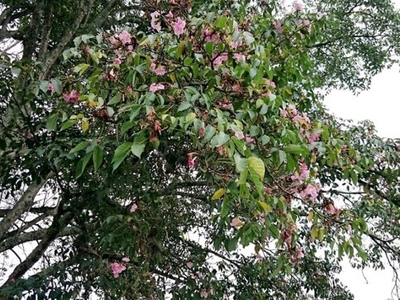 Caracterización de Enfermedades en Plantaciones Forestales