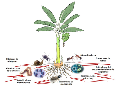 Manejo Ecológico del Suelo para el Cultivo del Plátano