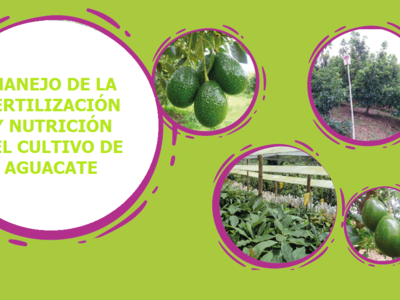 Manejo de la Fertilización y Nutrición del Cultivo de Aguacate