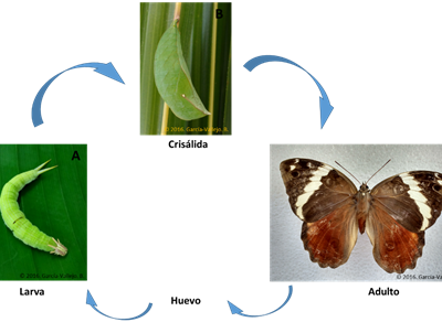 Insectos Asociados al Cultivo de Plátano 