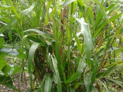 LÁGRIMAS DE SAN PEDRO (Coix lacryma-jobi)