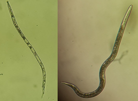 Nematodos Fitoparásitos en el Cultivo del Plátano  