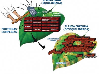 4. La Teoría de la Trofobiosis