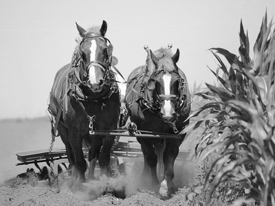 Agricultura tradicional y moderna