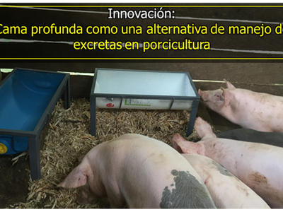 Cama profunda como una alternativa de manejo de excretas en porcicultura