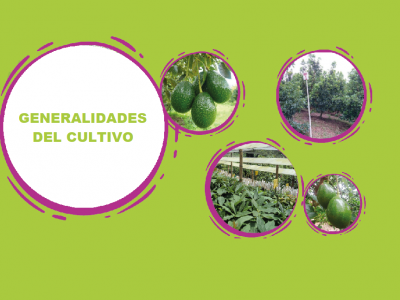 GENERALIDADES DEL CULTIVO