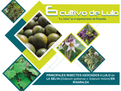 PRINCIPALES INSECTOS ASOCIADOS A LULO cv LA SELVA (Solanum quitoense x Solanum hirtum) EN RISARALDA