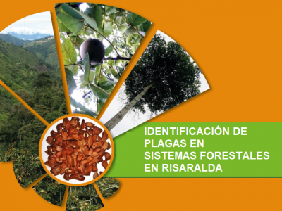 Identificación de Plagas en Sistemas Forestales en Risaralda