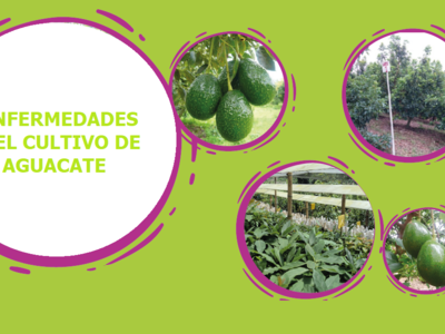 Enfermedades del Cultivo de Aguacate