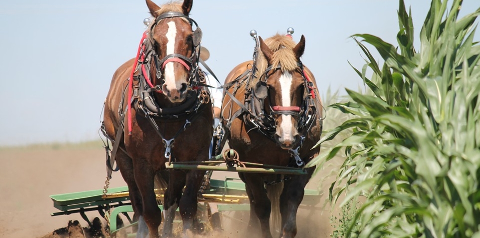 Agricultura tradicional y moderna