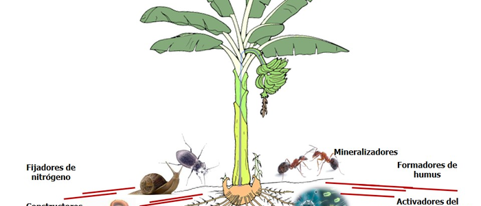 Manejo Ecológico del Suelo para el Cultivo del Plátano