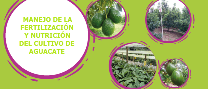 Manejo de la Fertilización y Nutrición del Cultivo de Aguacate