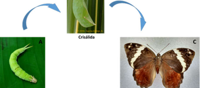 Insectos Asociados al Cultivo de Plátano 