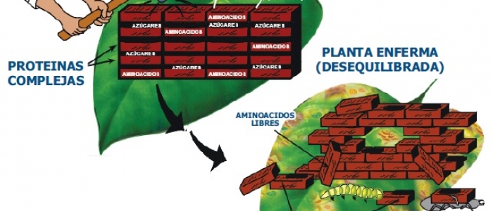 4. La Teoría de la Trofobiosis