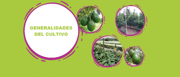 GENERALIDADES DEL CULTIVO