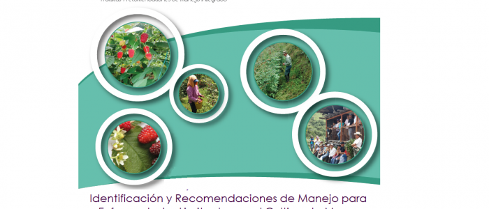 IDENTIFICACIÓN Y RECOMENDACIONES DE MANEJO PARA ENFERMEDADES LIMITANTES EN EL CULTIVO DE MORA   