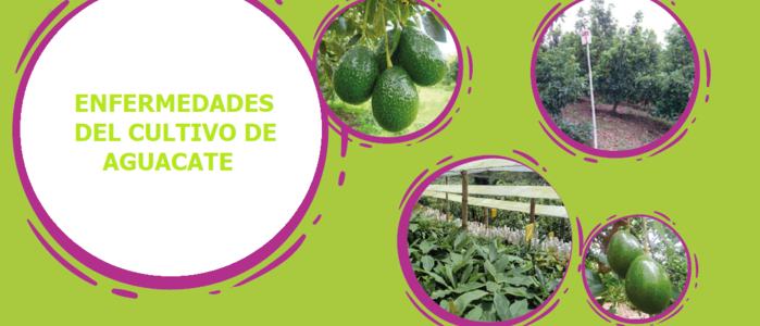 Enfermedades del Cultivo de Aguacate